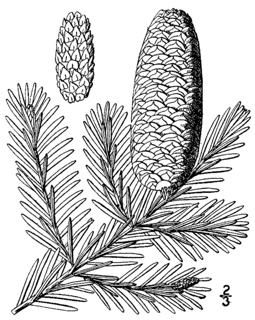 Balsam fir