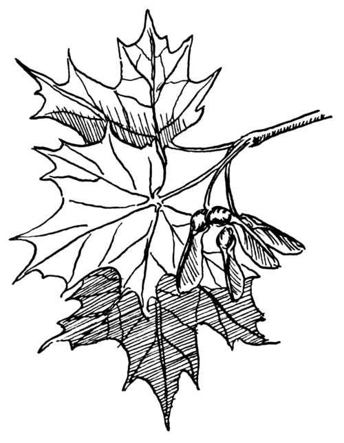 Sugar maple