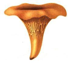 Golden chanterelle