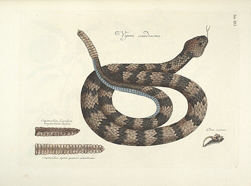 Timber rattlesnake