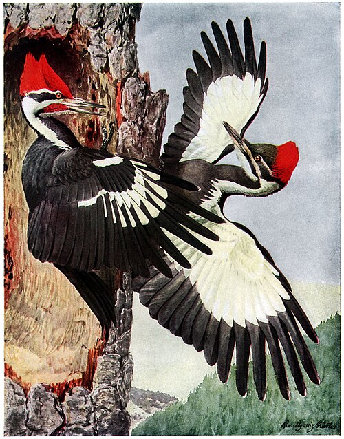 Pileated woodpecker