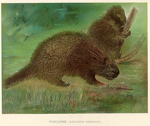 North American porcupine