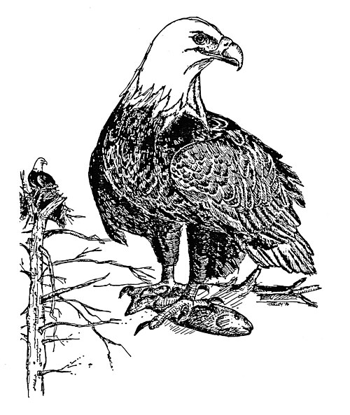 Bald eagle
