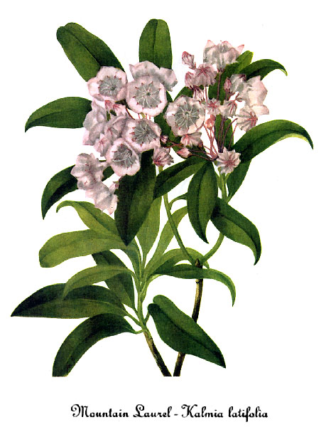 Mountain laurel