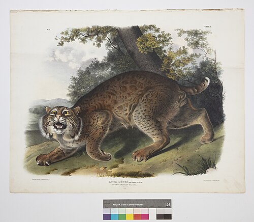 Bobcat