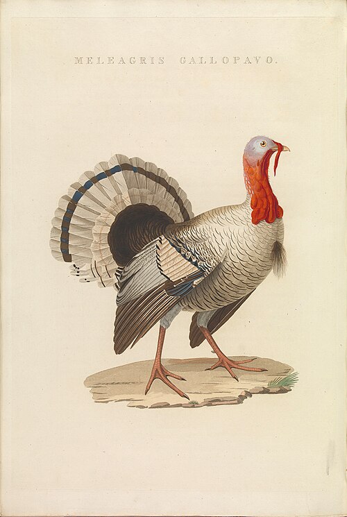 Wild turkey