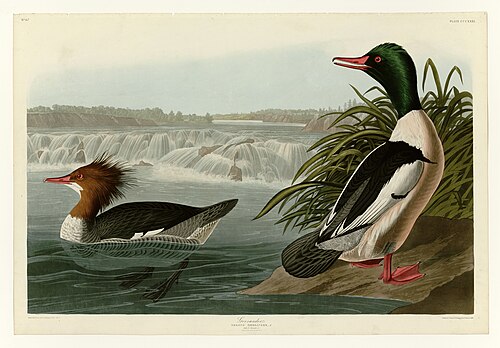 Common merganser