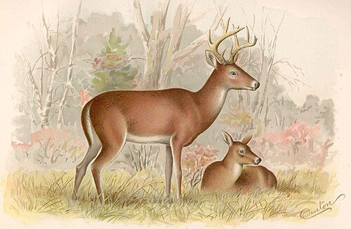 White-tailed deer