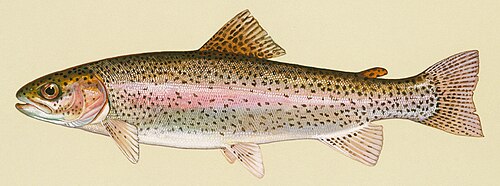 Rainbow trout