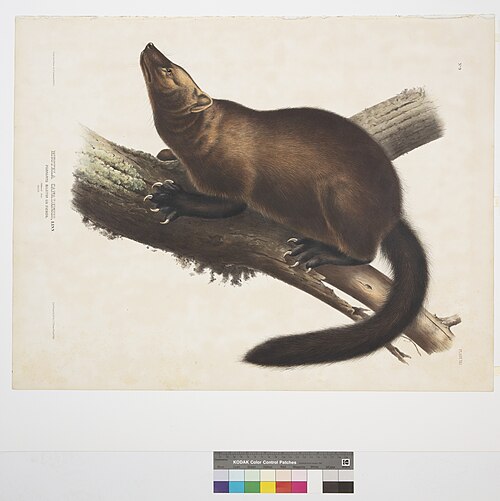 Fisher
