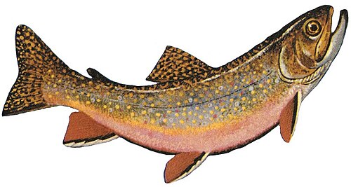 Brook trout