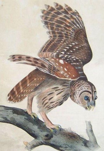 Barred owl