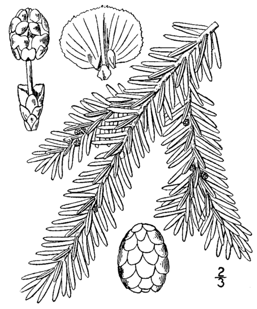 Eastern hemlock