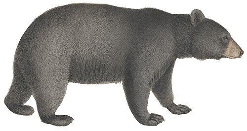 Black bear